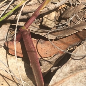 Caleana major at Lower Boro, NSW - 23 Oct 2021