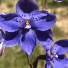 Thelymitra ixioides (Dotted Sun Orchid) at Lower Boro, NSW - 27 Oct 2021 by mcleana