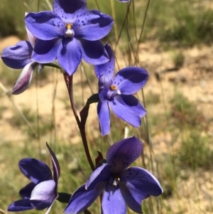 Thelymitra ixioides at Lower Boro, NSW - 27 Oct 2021