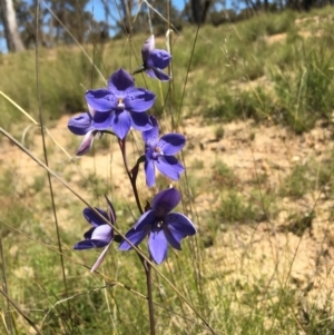 Thelymitra ixioides at Lower Boro, NSW - 27 Oct 2021