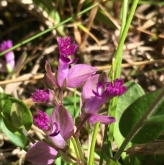 Polygala japonica (Dwarf Milkwort) at Lower Boro, NSW - 27 Oct 2021 by mcleana