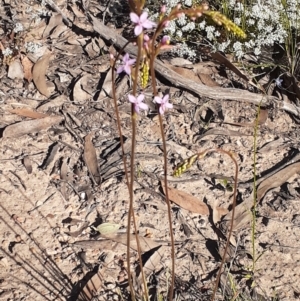 Stylidium graminifolium at Bruce, ACT - 27 Oct 2021 05:08 PM