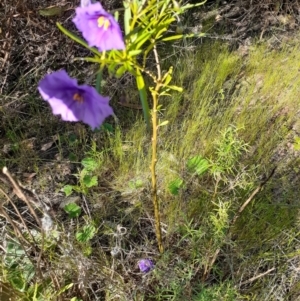 Solanum linearifolium at Bruce, ACT - 27 Oct 2021