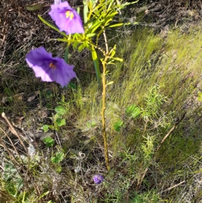 Solanum linearifolium (Kangaroo Apple) at Bruce, ACT - 27 Oct 2021 by RosieTracie