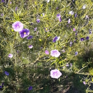 Solanum linearifolium at Bruce, ACT - 27 Oct 2021