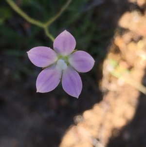 Wahlenbergia sp. at Lower Boro, NSW - 27 Oct 2021