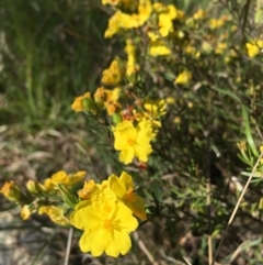 Hibbertia sp. (Guinea Flower) at Lower Boro, NSW - 27 Oct 2021 by mcleana