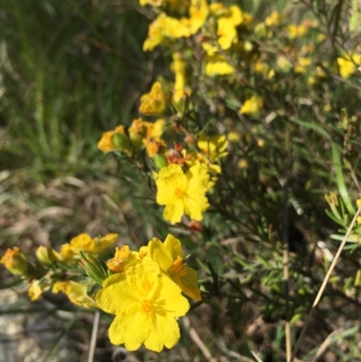 Hibbertia sp. (Guinea Flower) at Lower Boro, NSW - 27 Oct 2021 by mcleana