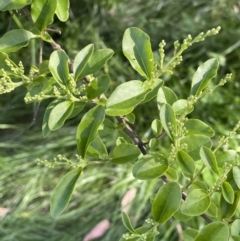 Ligustrum sinense (Narrow-leaf Privet, Chinese Privet) at Bruce, ACT - 27 Oct 2021 by JVR