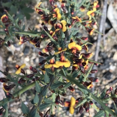 Daviesia ulicifolia subsp. ruscifolia (Broad-leaved Gorse Bitter Pea) at Rendezvous Creek, ACT - 24 Oct 2021 by Tapirlord