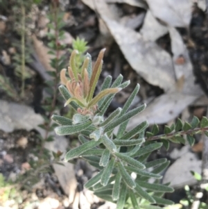 Grevillea lanigera at Rendezvous Creek, ACT - 24 Oct 2021