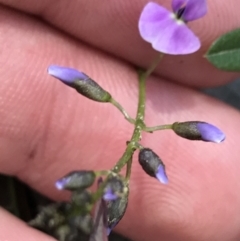 Glycine clandestina at Rendezvous Creek, ACT - 24 Oct 2021