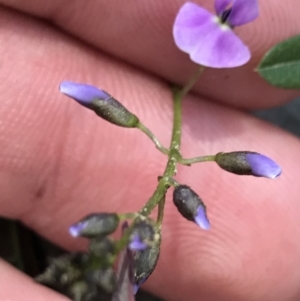 Glycine clandestina at Rendezvous Creek, ACT - 24 Oct 2021