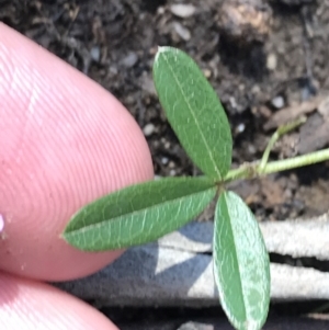 Glycine clandestina at Rendezvous Creek, ACT - 24 Oct 2021