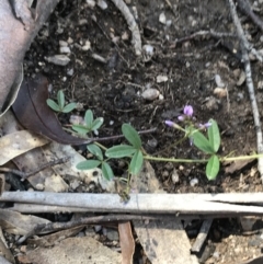 Glycine clandestina at Rendezvous Creek, ACT - 24 Oct 2021