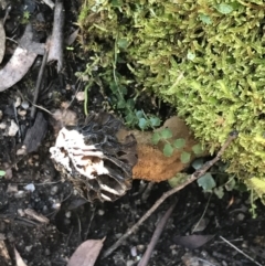 Morchella elata group (Morel) at Namadgi National Park - 24 Oct 2021 by Tapirlord