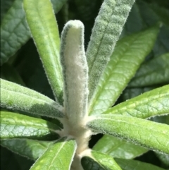 Bedfordia arborescens at Rendezvous Creek, ACT - 24 Oct 2021