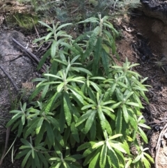 Bedfordia arborescens at Rendezvous Creek, ACT - 24 Oct 2021