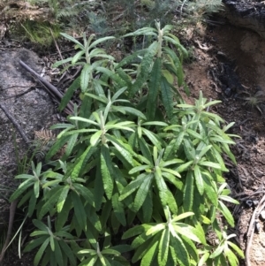 Bedfordia arborescens at Rendezvous Creek, ACT - 24 Oct 2021