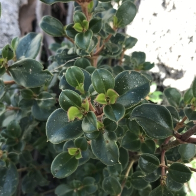 Coprosma hirtella (Currant Bush) at Rendezvous Creek, ACT - 24 Oct 2021 by Tapirlord