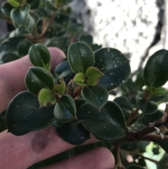 Coprosma hirtella at Rendezvous Creek, ACT - 24 Oct 2021 12:25 PM