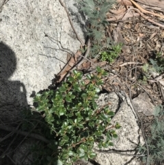 Coprosma hirtella at Rendezvous Creek, ACT - 24 Oct 2021 12:25 PM