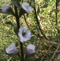 Euphrasia collina subsp. paludosa at Rendezvous Creek, ACT - 24 Oct 2021 by Tapirlord