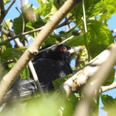 Eudynamys orientalis (Pacific Koel) at Kambah, ACT - 26 Oct 2021 by HelenCross