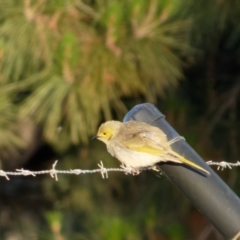 Ptilotula penicillata (White-plumed Honeyeater) at Sullivans Creek, Lyneham North - 27 Oct 2021 by RobertD