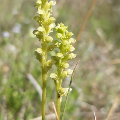 Microtis unifolia (Common Onion Orchid) at Throsby, ACT - 26 Oct 2021 by mlech