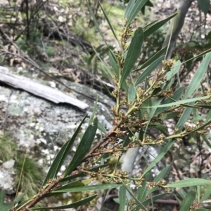 Daviesia mimosoides subsp. mimosoides at Rendezvous Creek, ACT - 24 Oct 2021