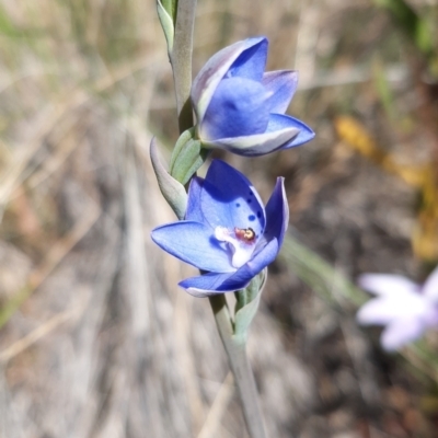 Thelymitra juncifolia (Dotted Sun Orchid) at Aranda, ACT - 23 Oct 2021 by mlech
