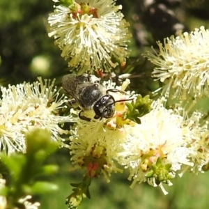 Leioproctus sp. (genus) at Kambah, ACT - 27 Oct 2021