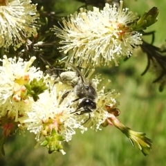 Leioproctus sp. (genus) at Kambah, ACT - 27 Oct 2021