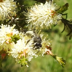 Leioproctus sp. (genus) at Kambah, ACT - 27 Oct 2021