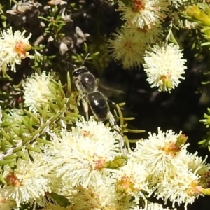 Leioproctus sp. (genus) at Kambah, ACT - 27 Oct 2021