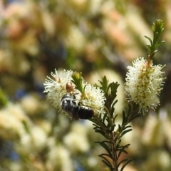 Leioproctus sp. (genus) at Kambah, ACT - 27 Oct 2021