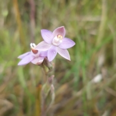 Thelymitra sp. (pauciflora complex) (Sun Orchid) at O'Connor, ACT - 23 Oct 2021 by mlech