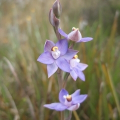 Thelymitra sp. (pauciflora complex) (Sun Orchid) at O'Connor, ACT - 23 Oct 2021 by mlech