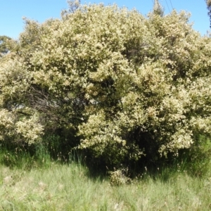 Melaleuca parvistaminea at Kambah, ACT - 27 Oct 2021