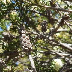 Melaleuca parvistaminea at Kambah, ACT - 27 Oct 2021