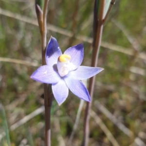 Thelymitra pauciflora at Throsby, ACT - 27 Oct 2021