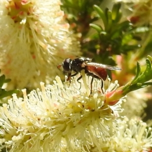 Psilota rubra at Kambah, ACT - suppressed