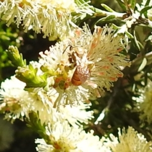 Lasioglossum (Parasphecodes) bryotrichum at Kambah, ACT - suppressed