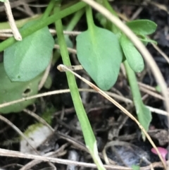 Cardamine franklinensis (Franklin Bitter Cress) at Rendezvous Creek, ACT - 24 Oct 2021 by Tapirlord