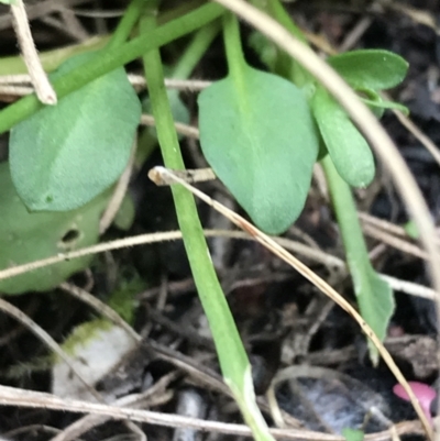 Cardamine franklinensis (Franklin Bitter Cress) at Rendezvous Creek, ACT - 24 Oct 2021 by Tapirlord