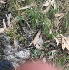 Cardamine franklinensis at Rendezvous Creek, ACT - 24 Oct 2021 12:56 PM