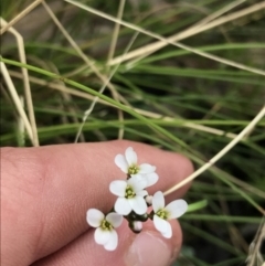 Cardamine franklinensis at Rendezvous Creek, ACT - 24 Oct 2021 12:56 PM