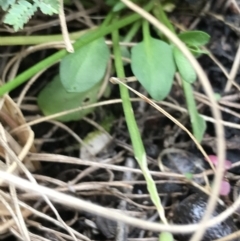 Cardamine franklinensis at Rendezvous Creek, ACT - 24 Oct 2021 12:56 PM