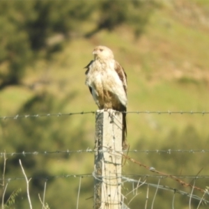 Haliastur sphenurus at Wee Jasper, NSW - 27 Oct 2021